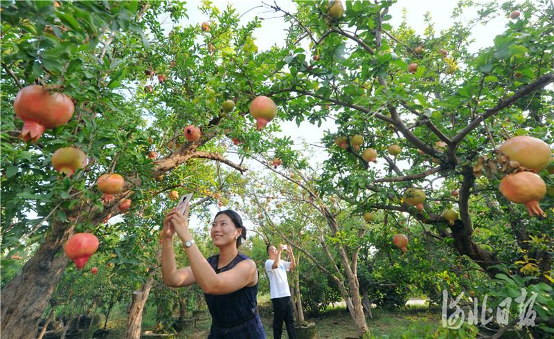 新闻中心 外宣之页 → 正文  该公司是一家以果树盆栽技术为基础的